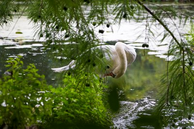 Mute Swan Family 2 [Aug 2021] #30