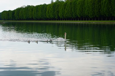 Photo from gallery Swans (New-Born Cygnets) @ Versailles, Spring 201905 taken on 2019:05:06 18:12:22 at Versailles by DrJLT