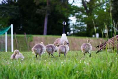 Canada Goose Family Part 1 [May 2021] #16