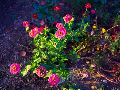 My Plants 2025 H2 #2