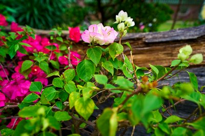 Zhongshan Parks 202603 #51