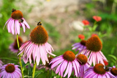 Jardin des plantes [Paris] Aug 2021 #19