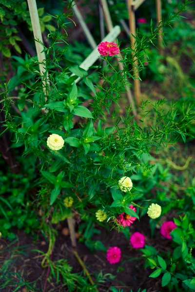 My Plants 2025 summer #12