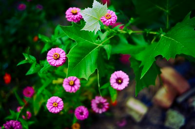My Plants 2025 summer #29