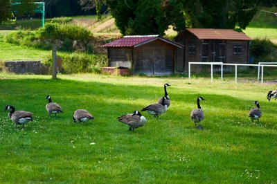 Photo from gallery Canada Geese Aug 2021 taken on 2021-08-20 18:05:43 at Yvelines by DrJLT