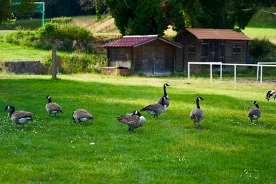 Canada Geese Aug 2021 #38