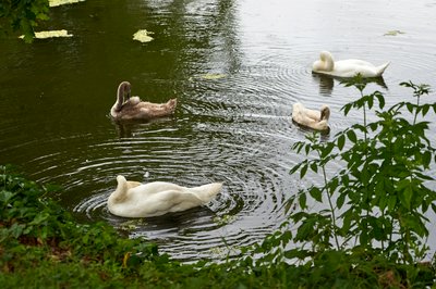 Photo from gallery Mute Swan Family 2 [Aug 2021] taken on 2021-08-18 17:55:37 at Yvelines by DrJLT