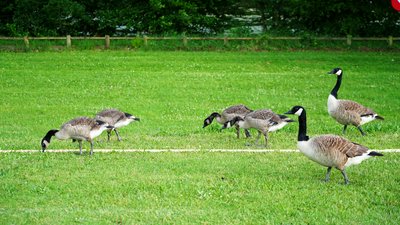 Canada Geese Family Part 2 [June 2021] #25