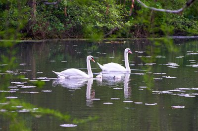 Mute Swan Family 1 [May 2021] #8