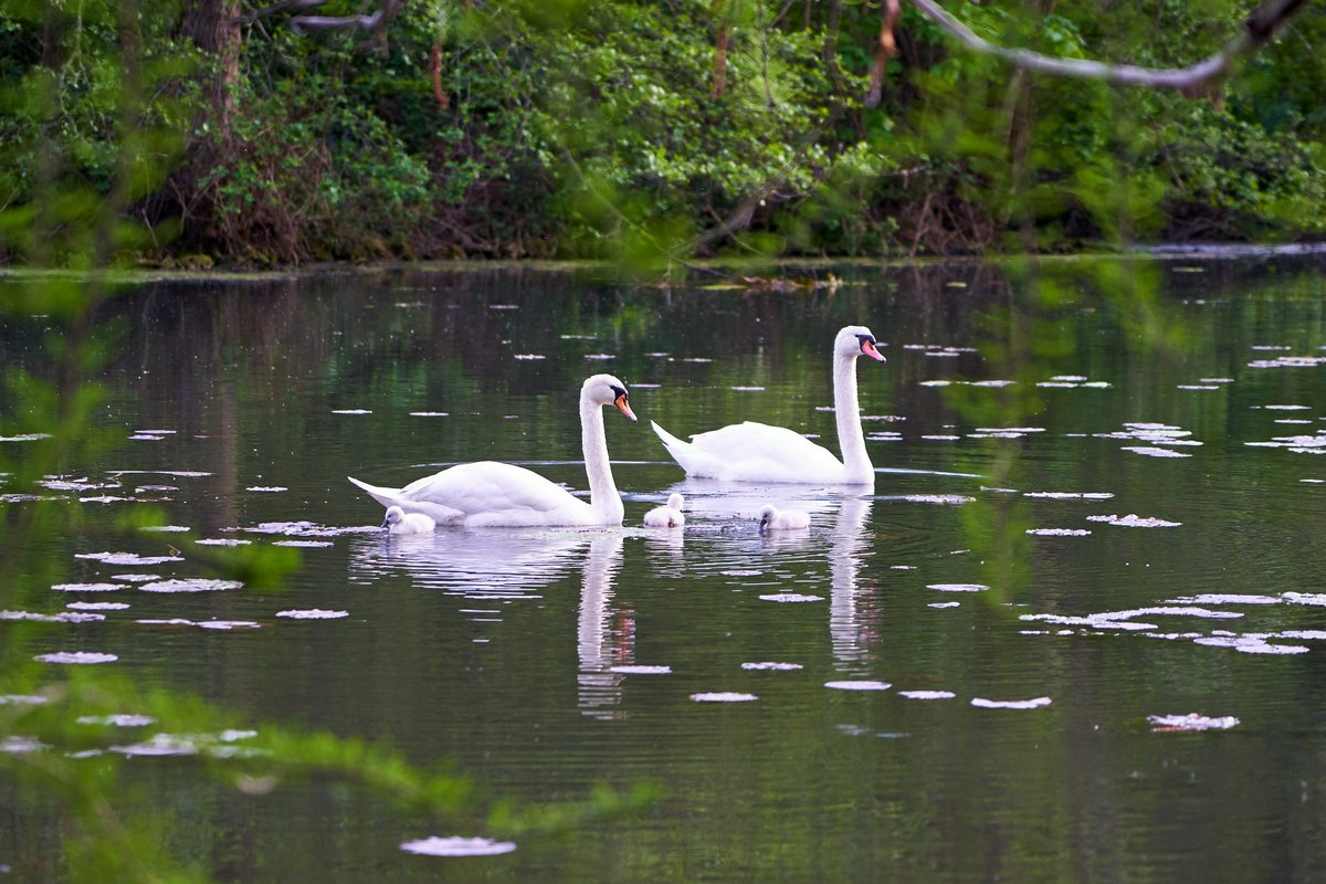 Hero Image forTwo Mute Swan Families & Cygnets [May 2021]