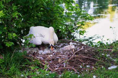 Photo from gallery Mute Swan Family 2 [June-July 2021] taken on 2021-06-13 20:29:50 at Yvelines by DrJLT