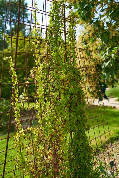 Jardin des plantes [Paris] Aug 2021 #18