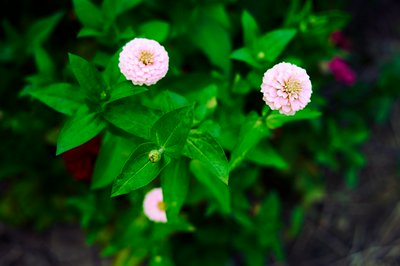 My Plants 2025 summer #28