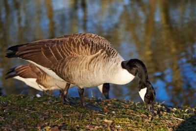 Photo from gallery Geese & Canada Geese 201902 taken on 2019:02:27 16:33:50 at Yvelines by DrJLT