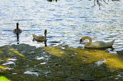 Mute Swan Family 2 [Aug 2021] #39