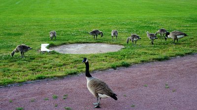 Canada Geese Family Part 2 [June 2021] #16