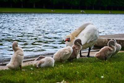 Photo from gallery Swans (New-Born Cygnets) @ Versailles, Spring 201905 taken on 2019:05:24 17:03:08 at Versailles by DrJLT