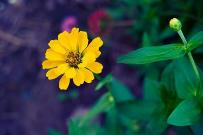 My Plants 2025 summer #19