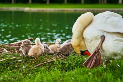 Photo from gallery Swans (New-Born Cygnets) @ Versailles, Spring 201905 taken on 2019:05:06 18:20:30 at Versailles by DrJLT