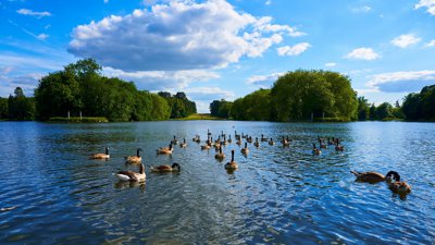 Photo from gallery Rambouillet (Lake, Flowers, Geese), Summer 201906 taken on 2019:06:21 18:40:42 at Rambouillet by DrJLT
