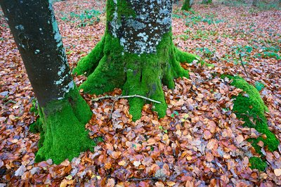 Senonches Forest [Nov 2021] #4
