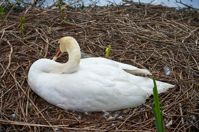 Mute Swan Family 1 [May 2021] #1