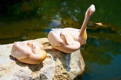 Kunming Zoo 2025 #23