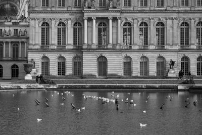 Photo from gallery Versailles (Swan, Trees, Flowers) Feb 2020 taken on 2020:02:07 16:21:50 at Versailles by DrJLT