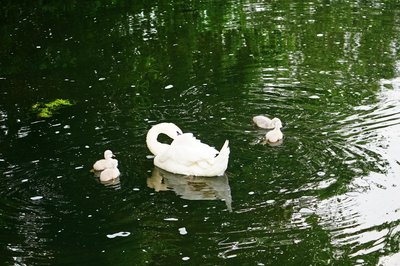 Photo from gallery Mute Swan Family 2 [June-July 2021] taken on 2021-06-16 20:13:51 at Yvelines by DrJLT