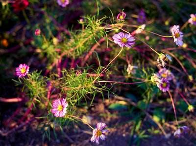 My Plants 2025 H2 #3