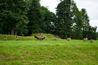 Canada Geese Aug 2021 #2