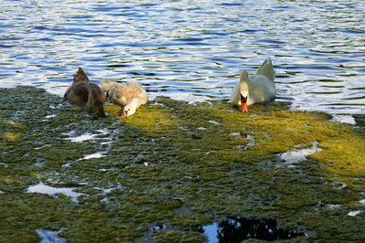 Cover for post Mute Swan Family 2 [Aug 2021]