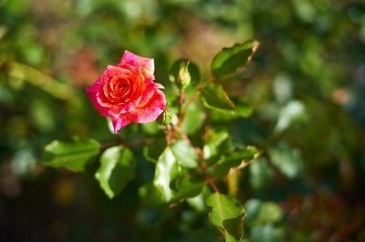 Jardin des plantes [Paris] Aug 2021 #36