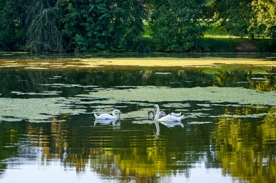 Photo from gallery Mute Swan Family 2 [Aug 2021] taken on 2021-08-14 19:52:10 at Yvelines by DrJLT