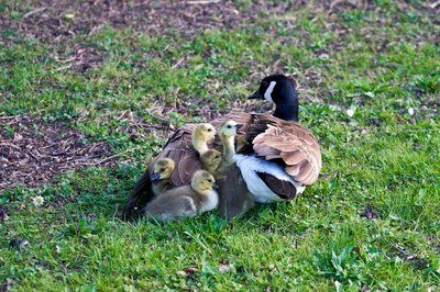 Cover for post Canada Goose Couple & The Birth of 7 Goslings [May 2021]