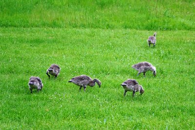 Photo from gallery Canada Geese Family Part 2 [June 2021] taken on 2021-06-04 20:25:36 at Yvelines by DrJLT