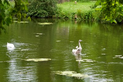 Mute Swan Family 2 [Aug 2021] #7