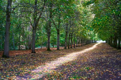 Park of Versailles, Autumn 2020 #14