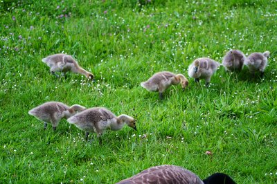 Canada Goose Family Part 1 [May 2021] #19