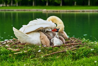 Photo from gallery Swans (New-Born Cygnets) @ Versailles, Spring 201905 taken on 2019:05:06 18:21:56 at Versailles by DrJLT