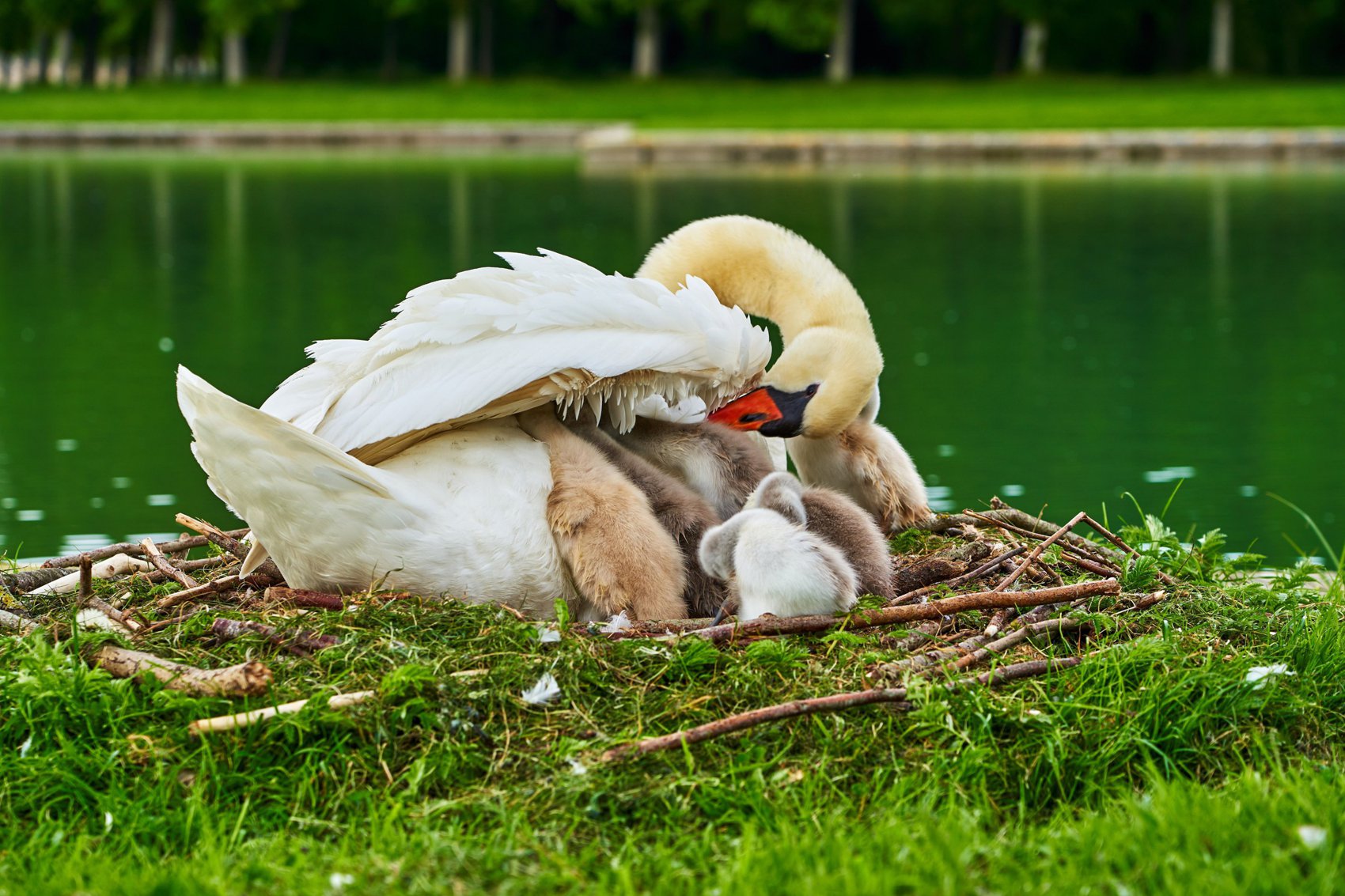 Hero Image for Swans (New-Born Cygnets) @Versailles, Spring 201905
