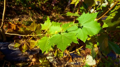 My Plants 2025 H2 #22