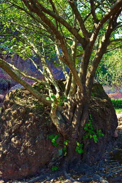 Zhongshan Parks 202602 #8