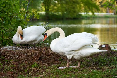 Mute Swan Family 2 [May 2021] #7