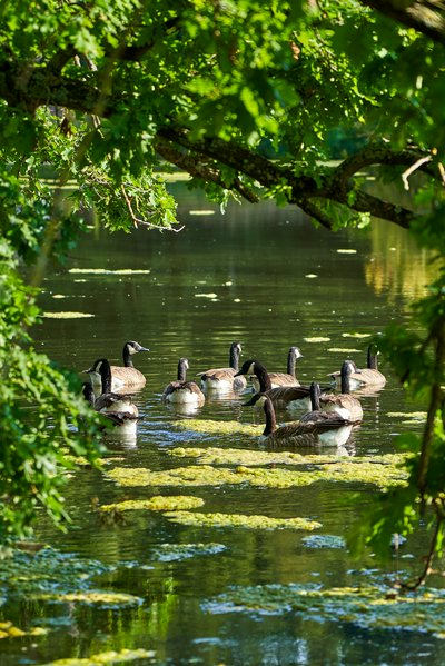 Photo from gallery Canada Geese Aug 2021 taken on 2021-08-20 17:55:04 at Yvelines by DrJLT