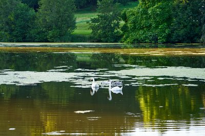 Mute Swan Family 2 [Aug 2021] #17