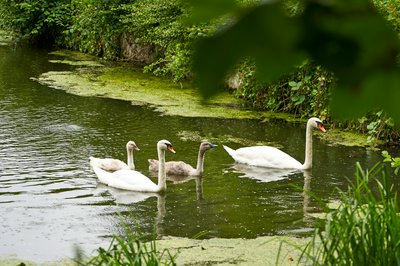 Mute Swan Family 2 [Aug 2021] #8