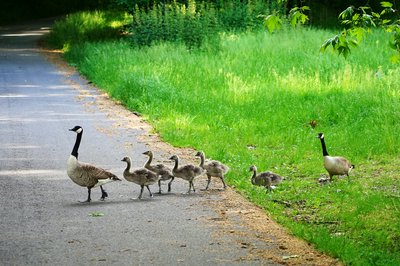 Photo from gallery Canada Geese Family Part 2 [June 2021] taken on 2021-06-06 17:56:21 at Yvelines by DrJLT