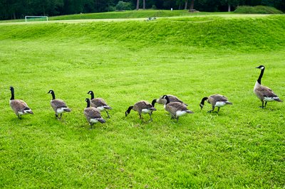 Canada Geese Family Part 3 [July 2021] #4