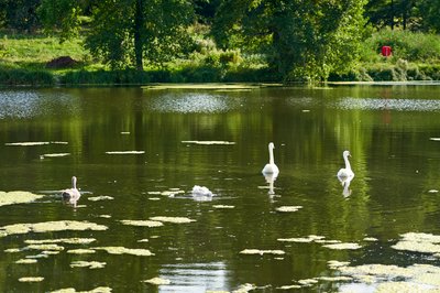 Photo from gallery Mute Swan Family 2 [Aug 2021] taken on 2021-08-20 17:54:04 at Yvelines by DrJLT